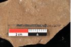 Foto (Detailansicht) von Peridermium palaeopini Ettingshausen (NHMW-GEO-2024-0188-0006)